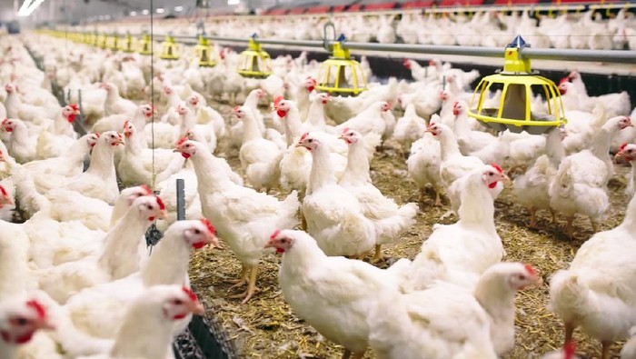 Digitalisasi Peternakan Ayam Lewat Smart Farming Pitik