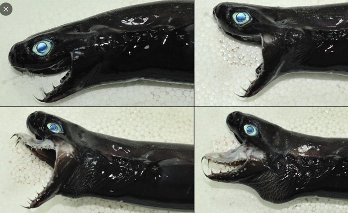 Penampakan Ikan Seram Mirip Venom Bikin Merinding