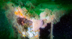 Bangkai Kapal Perang Dunia II Cemari Laut hingga Puluhan Tahun