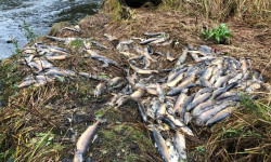 Kematian Massal Puluhan Ribu Ikan Salmon Gegerkan Kanada