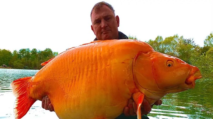 Ikan Mas Hibrida Raksasa Ditangkap, Beratnya 30 Kilogram