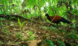 Dikira Punah, Burung Langka Muncul Lagi Setelah 140 Tahun