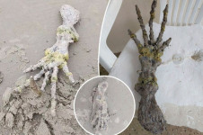 Misteri Tulang Tangan Aneh di Pantai Brasil, Disebut Alien