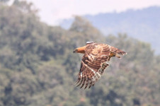 5 Fakta Elang Jawa Burung Legendaris yang Terancam Punah