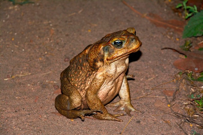 7 Fakta Seram Kodok Tebu Jumbo yang Teror Australia