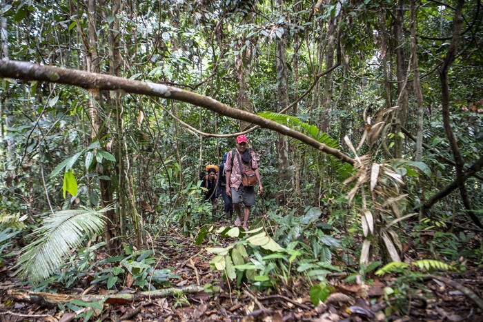 Orang Pendek Misterius di Sumatera Mungkin Sungguh Ada