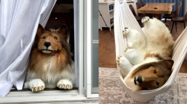 Cita-cita Jadi Hewan, YouTuber Ini Sekarang Hidup Seperti Anjing