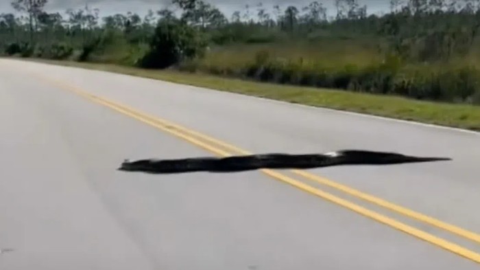 Ngeri, Fotografer Abadikan Ular Piton 5 Meter Nyebrang Jalan