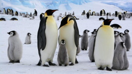 Wow! Koloni Penguin Kaisar Tampak dari Luar Angkasa