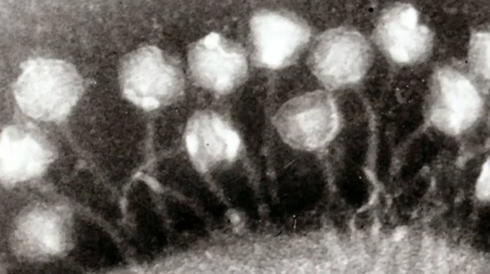 Awas! Ancaman Virus Purba dari Mencairnya Lapisan Es