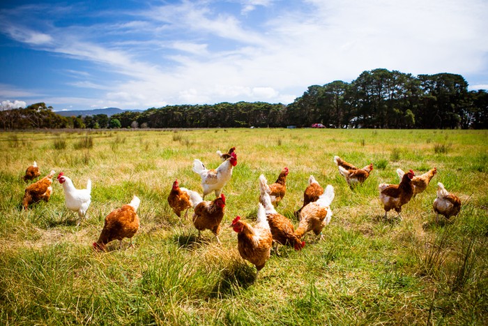 Kasus Aneh, Kakek Tewas Diserang Ayam