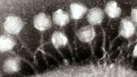 Awas! Ancaman Virus Purba dari Mencairnya Lapisan Es