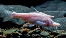 Ikan Aneh Mirip Unicorn Ditemukan Dalam Gua di China