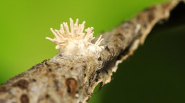 Pelajaran Penting dari Jamur Cordyceps di Film The Last of Us