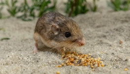 Tikus Tertua di Dunia Catat Rekor Usia
