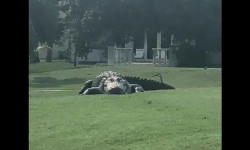 Viral Aligator Raksasa Santai di Padang Golf