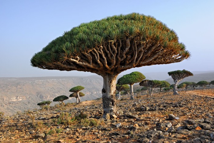 Fakta Pulau Socotra yang Disebut Tempat Sembunyi Dajjal