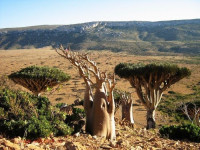 Disebut Markas Dajjal, Pulau Socotra di Yaman Simpan Keindahan Misterius
