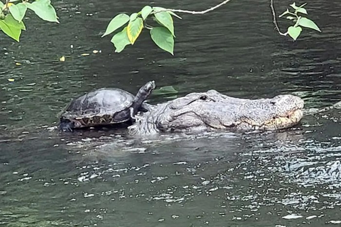 Heran, Kura-kura Nebeng Punggung Aligator Tapi Tak Dimangsa