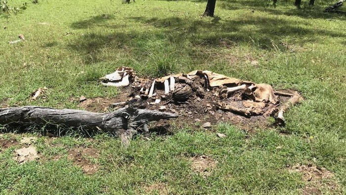 Misterius! 20 Sapi Diduga Dimutilasi Alien di Australia