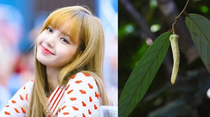 Nama Lisa Blackpink Dipakai Buat Tanaman Baru di Thailand