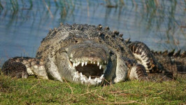 Fotografer Abdaikan Croczilla, Buaya Raksasa Panjang 4,3 Meter