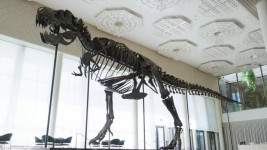 Kerangka Tyrannosaurus Rex Berusia 67 Juta Tahun Terjual Rp 92 Miliar