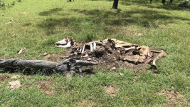 Misterius! 20 Sapi Diduga Dimutilasi Alien di Australia