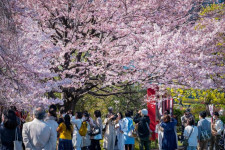 Tahun 2070, Jepang Berpotensi Menuju Lenyap