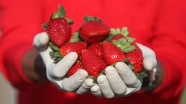 Video Mikroskop Ini Bikin Ngeri Makan Strawberry Tanpa Dicuci