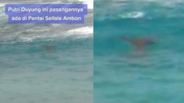 Viral, Penampakan Putri Duyung di Pantai Ambon