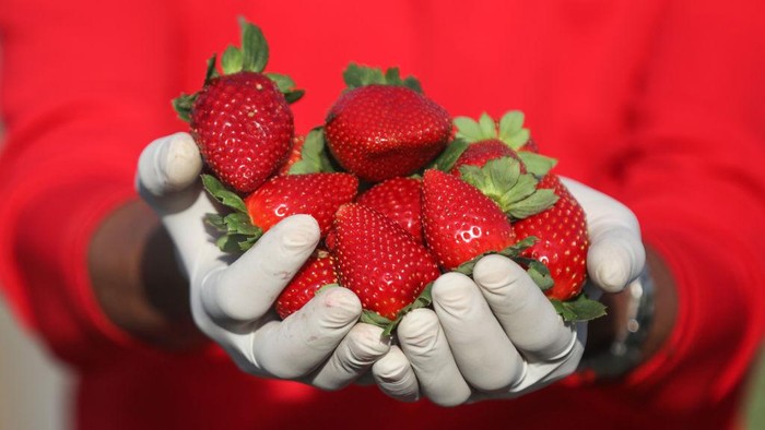 Video Mikroskop Ini Bikin Ngeri Makan Strawberry Tanpa Dicuci