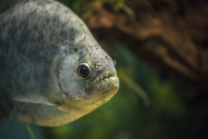 8 Turis Bersimbah Darah Diserang Sekelompok Piranha