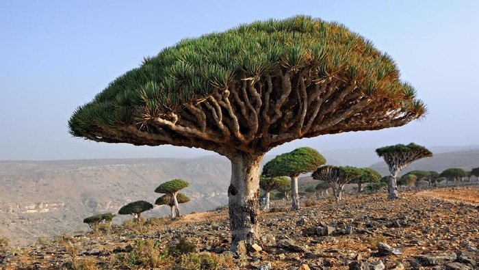 Anehnya Pulau Socotra yang Disebut Tempat Dajjal Sembunyi