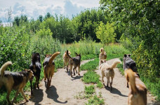 Rusia Bakal Kerahkan Anjing Liar ke Ukraina, Buat Apa?