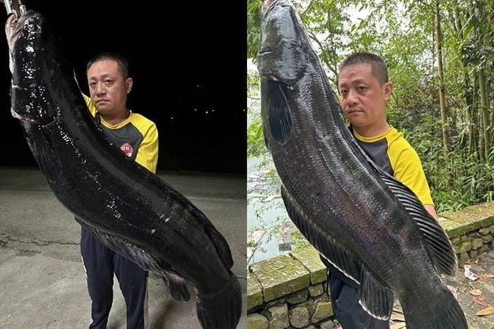 Ikan Gabus Raksasa Berhasil Ditangkap, Beratnya Mencapai 20 kg