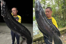 Ikan Gabus Raksasa Berhasil Ditangkap, Beratnya Mencapai 20 kg