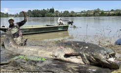 Ikan Lele Terbesar Dunia Ditangkap, Panjangnya 2,8 Meter!