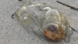 Makhluk Mirip Alien Terdampar di Pantai Australia