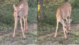 Rusa Asyik Makan Ular Hebohkan Internet