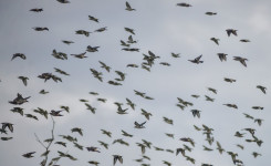 Ajaib Sekaligus Mengerikan, Ada Lembah Tempat Burung Bunuh Diri Massal