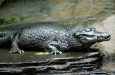 Black Caiman Monster dari Amazon, Anakonda Lewat