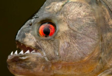 Kenalan dengan Black Piranha, Ikan dengan Gigitan Paling Mengerikan