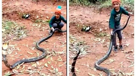 Viral Video Bocah Main Bareng King Cobra Raksasa Bikin Heboh Warganet