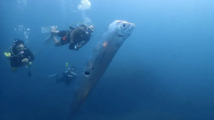 Viral Video Kemunculan 'Ikan Kiamat' Raksasa Tubuh Berlubang