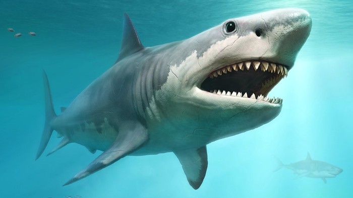 Alasan Hiu Monster Megalodon Akhirnya Punah