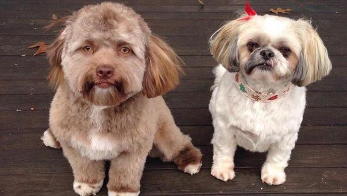 Anjing Ini Hebohkan Internet Gegara Wajahnya Mirip Manusia