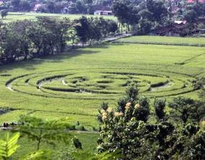 Crop Circle Pernah Heboh, Kok Sekarang Hilang Begitu Saja?