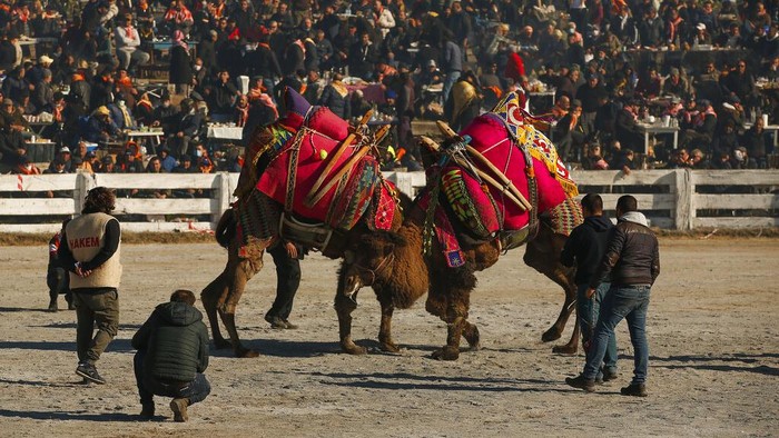 Mengintip Budaya Sabung Unta di Turki, Sampai Ada Festivalnya