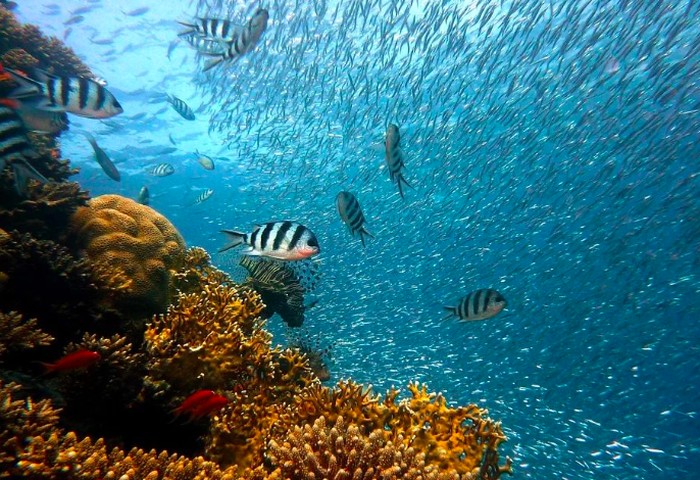 Seperti Burung yang Berkicau, Ikan Ternyata Juga Bernyanyi